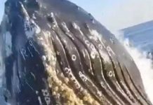 ¡Clase susto! Gigantesca ballena sorprende a pescadores (VIDEO) ¡Clase susto! Gigantesca ballena sorprende a pescadores (VIDEO)