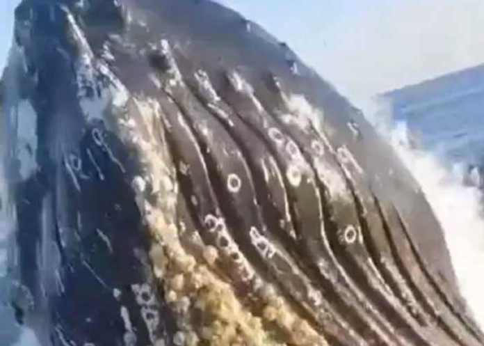 1 ¡Clase susto! Gigantesca ballena sorprende a pescadores (VIDEO)