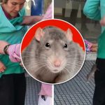 ¡Horror! Rata se mete en la ropa de una señora en un banco ¡Horror! Rata se mete en la ropa de una señora en un banco