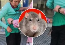 ¡Horror! Rata se mete en la ropa de una señora en un banco ¡Horror! Rata se mete en la ropa de una señora en un banco