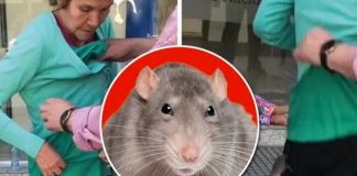 ¡Horror! Rata se mete en la ropa de una señora en un banco