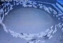 ¿Señal del apocalipsis? Aterradoras ovejas dan vuelta en círculos como zombis ¿Señal del apocalipsis? Aterradoras ovejas dan vuelta en círculos como zombis