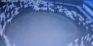 ¿Señal del apocalipsis? Aterradoras ovejas dan vuelta en círculos como zombis