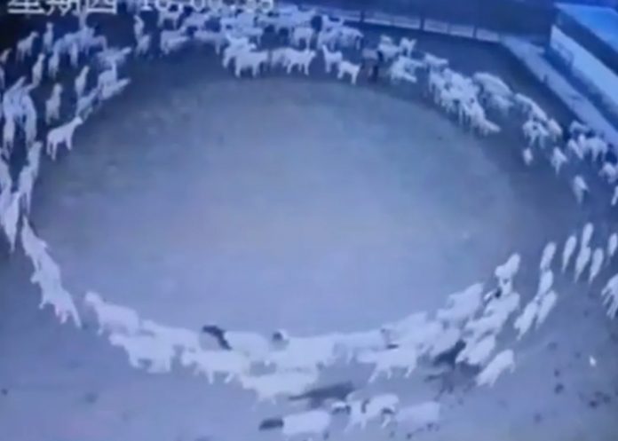 ¿Señal del apocalipsis? Aterradoras ovejas dan vuelta en círculos como zombis