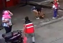 ¡Triste! Desalmado conductor atropella y golpea a perro en Colombia ¡Triste! Desalmado conductor atropella y golpea a perro en Colombia