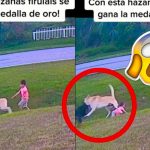¡Amor genuino! Perro salvo a niño de ser atacado por otro bravo canino El perro salvó al niño de ser atacado por otro canino