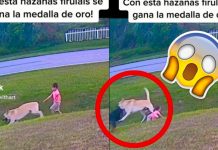 ¡Amor genuino! Perro salvo a niño de ser atacado por otro bravo canino El perro salvó al niño de ser atacado por otro canino