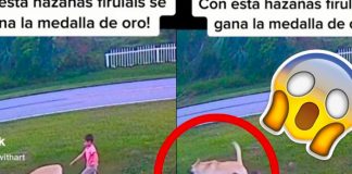 El perro salvó al niño de ser atacado por otro canino 