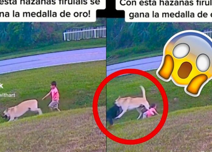 El perro salvó al niño de ser atacado por otro canino 