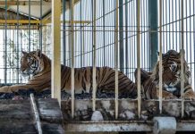 ¡Insólito! Tigre devora a una cachorra de su misma especie en un circo en Matagalpa ¡Insólito! Tigre devora a una cachorra de su misma especie en un circo en Matagalpa