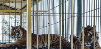 ¡Insólito! Tigre devora a una cachorra de su misma especie en un circo en Matagalpa