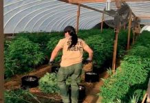 Hallan 4 muertos en granja de marihuana en Oklahoma, Estados Unidos