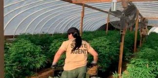 Hallan 4 muertos en granja de marihuana en Oklahoma, Estados Unidos