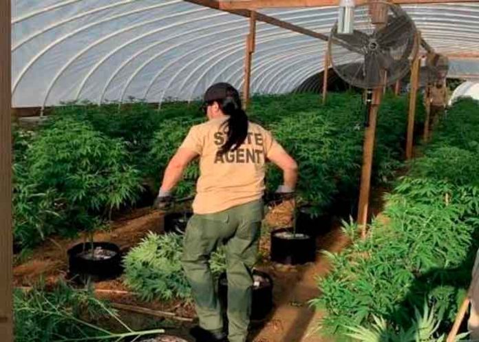 1 Hallan 4 muertos en granja de marihuana en Oklahoma, Estados Unidos