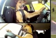 ¿Quién dijo es imposible? Primer perro en la historia que maneja un carro Perro conduce un carro y se hace viral