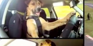 Perro conduce un carro y se hace viral