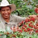 Producción cafetalera en Nicaragua generará más de US$700 millones de dólares Producción cafetalera en Nicaragua generará más de US$700 millones