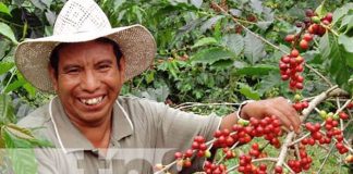 Producción cafetalera en Nicaragua generará más de US$700 millones