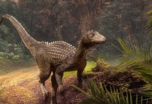 En Rumania: Científicos descubren antigua especie de dinosaurio En Rumania: Científicos descubren antigua especie de dinosaurio