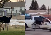 Avestruces invaden calles de Canadá al escaparse de casa Avestruces invaden calles de Canadá al escaparse de casa
