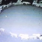 Aterradora explicación del porqué ¡cientos de ovejas caminaban en círculos! Misterio resuelto de ovejas que caminaban en círculos