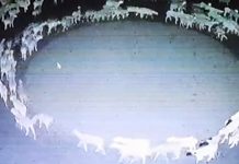 Misterio resuelto de ovejas que caminaban en círculos