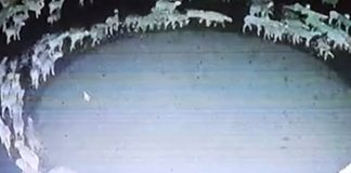 Misterio resuelto de ovejas que caminaban en círculos