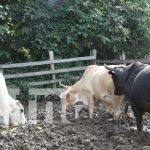 Familias mejoran su calidad de vida gracias al MEFCCA en Nandaime Familias mejoran su calidad de vida gracias al MEFCCA en Nandaime