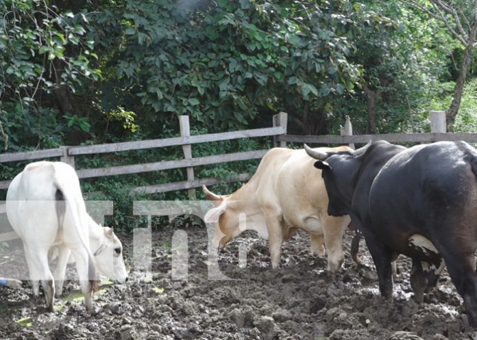 2 Familias mejoran su calidad de vida gracias al MEFCCA en Nandaime