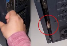 ¿Buscaba queso? Joven encuentra un ratón dentro de su computadora (Video)