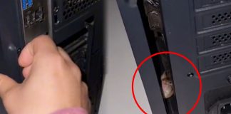 ¿Buscaba queso? Joven encuentra un ratón dentro de su computadora (Video)