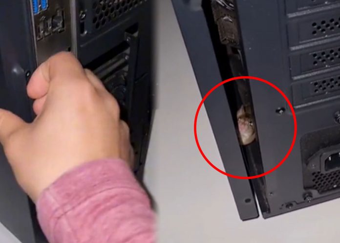 ¿Buscaba queso? Joven encuentra un ratón dentro de su computadora (Video)