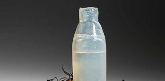 mpresionante, crearán bolsas y envases a base algas marinas