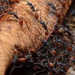 ¡Increíble! Las hormigas también muestran emociones ¡Increíble! Las hormigas también muestran emociones