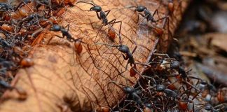 ¡Increíble! Las hormigas también muestran emociones
