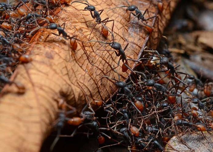 2 ¡Increíble! Las hormigas también muestran emociones