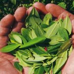 ¡Impresionante! Modifican planta de tabaco para producir cocaína ¡Impresionante! Modifican planta de tabaco para producir cocaína