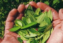 ¡Impresionante! Modifican planta de tabaco para producir cocaína ¡Impresionante! Modifican planta de tabaco para producir cocaína