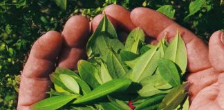 ¡Impresionante! Modifican planta de tabaco para producir cocaína