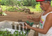 Inauguran en Las Jagüitas, Managua, estanque para la producción de alevines Inauguran en Las Jagüitas, Managua, estanque para la producción de alevines
