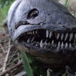 Así es el ‘Pez diabólico’ que encontraron en playas de Florida