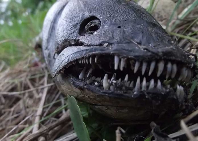 Así es el ‘Pez diabólico’ que encontraron en playas de Florida