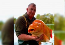 En Francia pescan un pez dorado de 30 kg (Fotos)