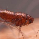 Inventan dedos robóticos absurdamente precisos que te permiten acariciar una pulga Inventan dedos robóticos absurdamente precisos que te permiten acariciar una pulga