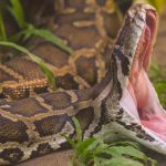 Pequeño de 5 sobrevive al ataque de pitón en Australia