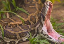 Pequeño de 5 sobrevive al ataque de pitón en Australia