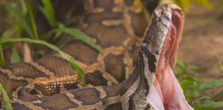 Pequeño de 5 sobrevive al ataque de pitón en Australia
