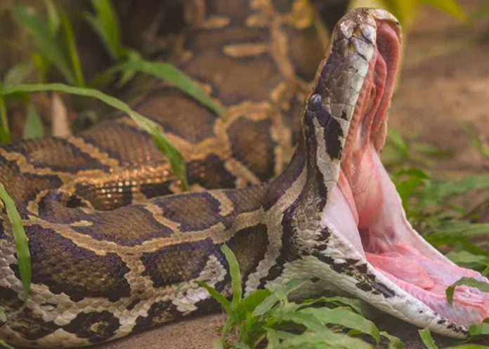 Pequeño de 5 sobrevive al ataque de pitón en Australia