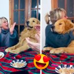 «Lo más lindo que verás» Perrito le celebran cumpleaños y esta es su reacción Reacción de perrito al escuchar su feliz cumpleaños