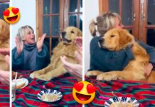 «Lo más lindo que verás» Perrito le celebran cumpleaños y esta es su reacción Reacción de perrito al escuchar su feliz cumpleaños